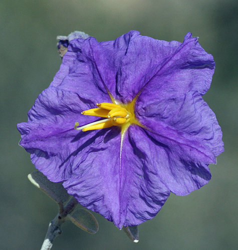 Baja California nightshade