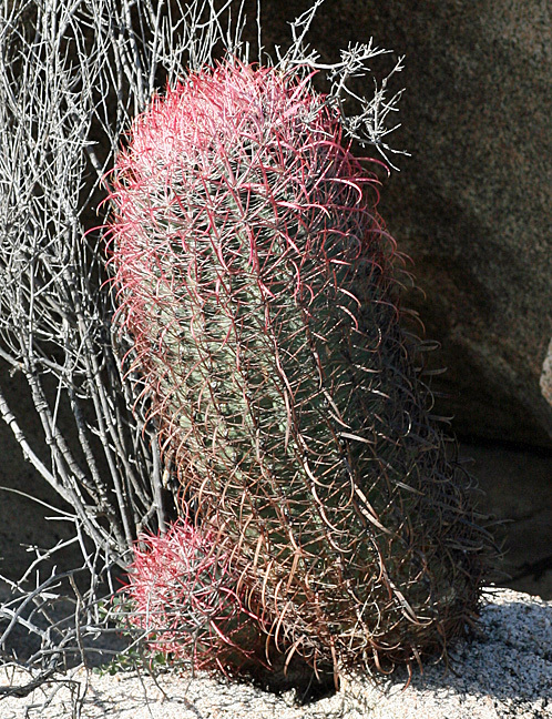 Ferocactus gracilis ssp. gracilis