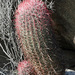 Ferocactus gracilis gracilis - Photo (c) jrebman, some rights reserved (CC BY-NC), uploaded by jrebman