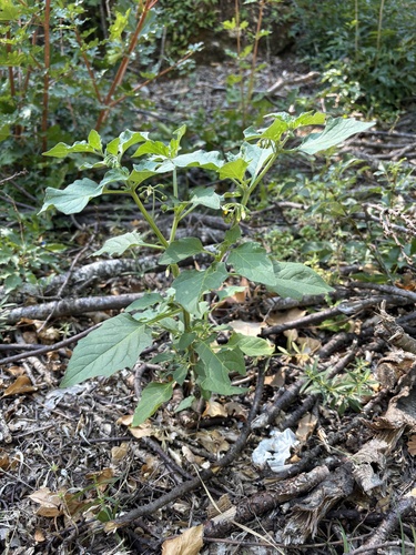 black nightshade