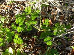Cynorhiza typica