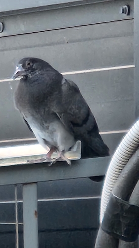 Feral Pigeon