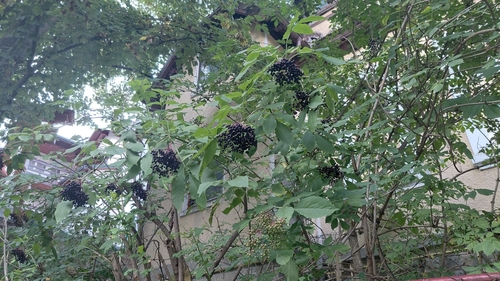 European black elderberry
