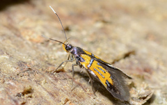 Schiffermuelleria schaefferella