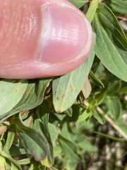 Melampsora hypericorum