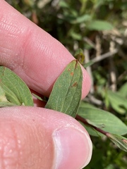 Melampsora hypericorum