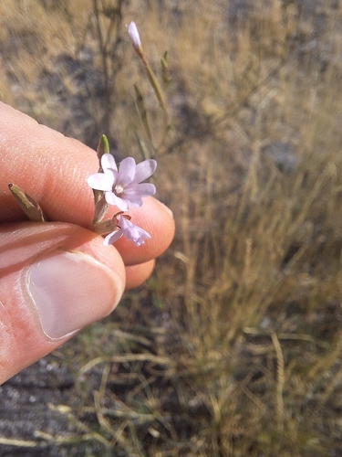 panicled willowherb