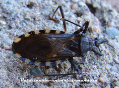 Triatoma infestans