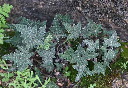 Notholaena californica ssp. leucophylla