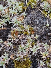Omalotheca supina