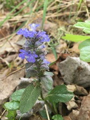 Ajuga reptans