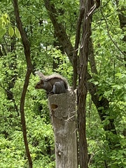 Sciurus carolinensis