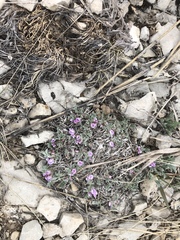 Astragalus tridactylicus