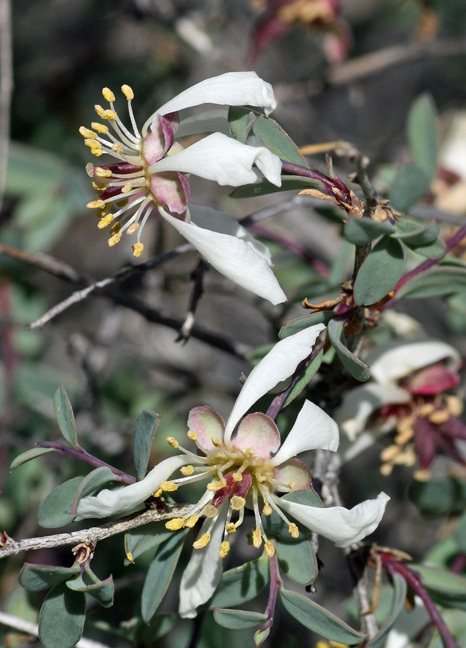 Crossosoma bigelovii