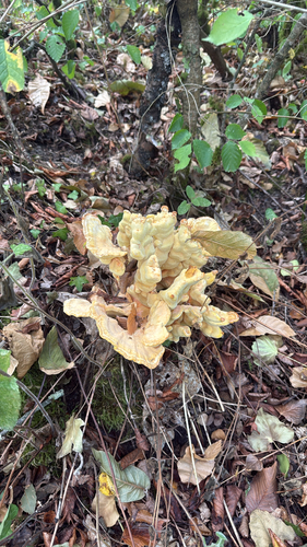 chicken of the woods