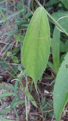 Tragia involucrata
