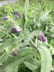 Symphytum officinale