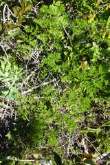 Cynorhiza typica