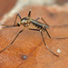 Aedes hendersoni - Photo (c) Robby Deans, some rights reserved (CC BY-NC), uploaded by Robby Deans
