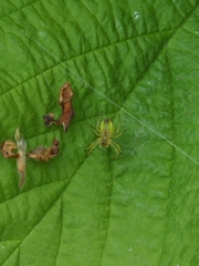 Araniella cucurbitina