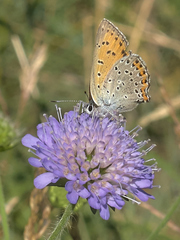 Lycaena alciphron