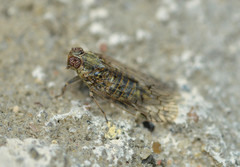 Melanoliarus aridus