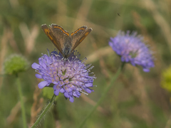 Lycaena alciphron