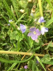 Veronica chamaedrys