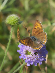 Lycaena alciphron