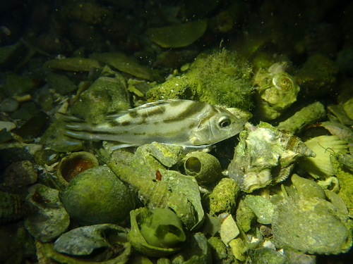 Crescent Grunter
