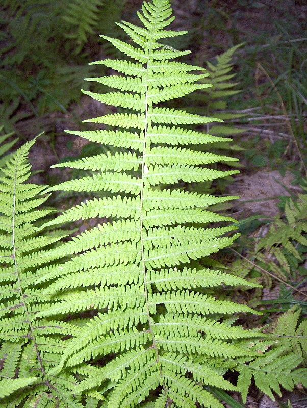 Thelypteridaceae