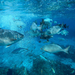 Blue-bronze Sea Chub - Photo (c) sofiaalcantara270, some rights reserved (CC BY-NC)