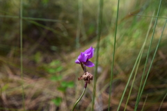 Calopogon pallidus