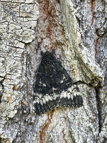 Grote's Underwing Moth