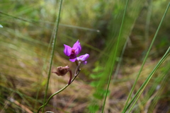 Calopogon pallidus