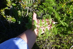 Cynorhiza typica