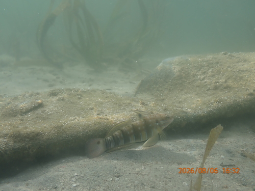Whitebarred Goby