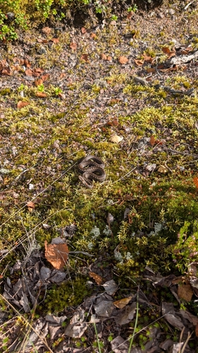 Common European Adder