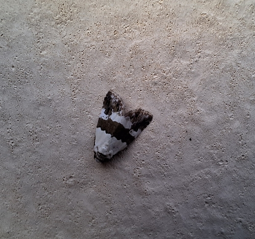 Maliattha subblandula