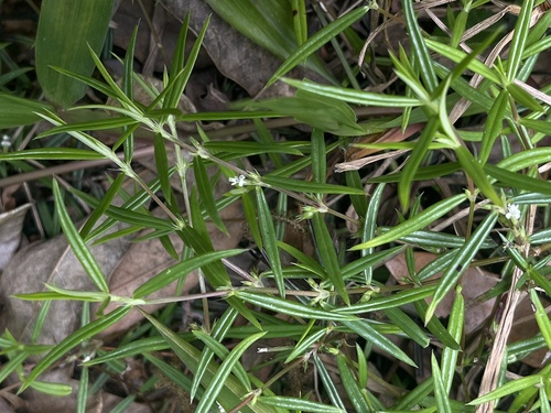 Scleromitrion tenelliflorum observed 2026-05-23