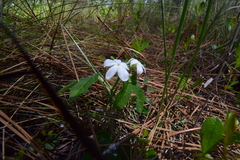Cnidoscolus stimulosus
