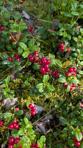 Lingonberry