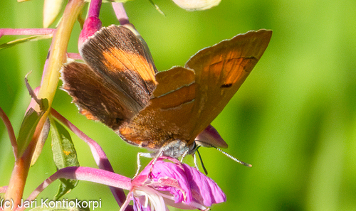 Brown Hairstreak