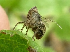 Danepteryx