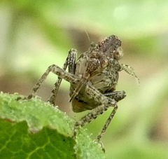 Danepteryx