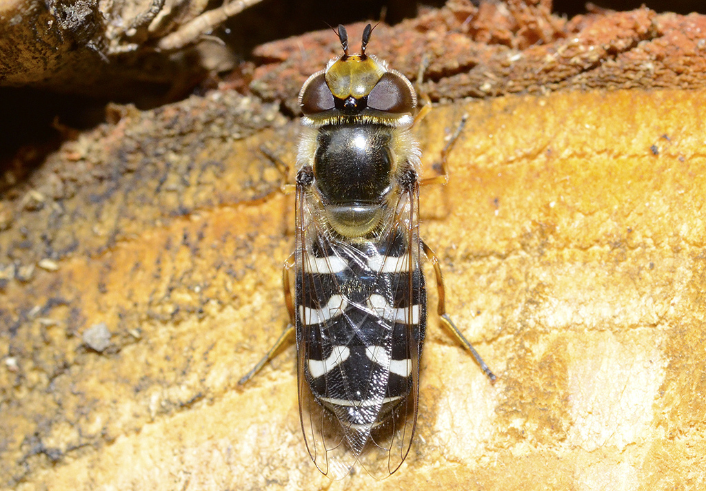Eurasian Smoothwing from 10030 Vische TO, Italia on May 11, 2020 at 05: ...