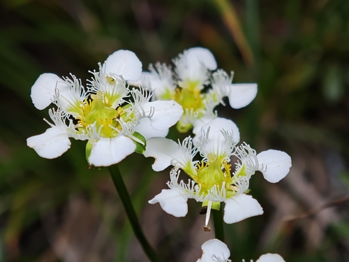 Parnassia wightiana, 2026-08-25