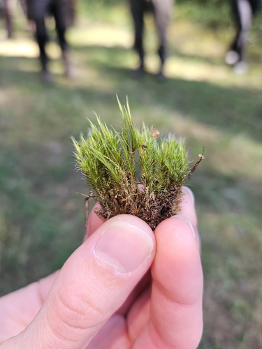Heath Star-moss