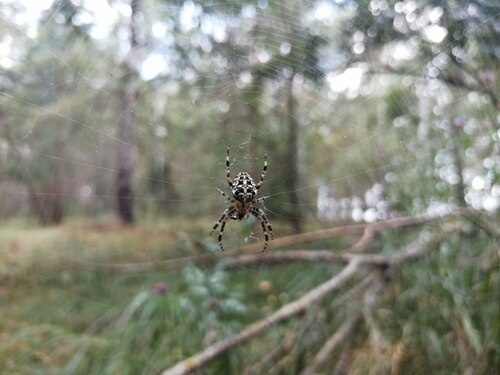 Cross Orbweaver