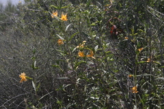Diplacus × australis